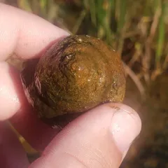 Japanese Mystery Snail thumbnail 2