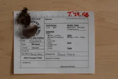 Cortinarius subtabularis thumbnail 1