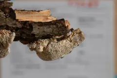 Antrodia favescens thumbnail 1