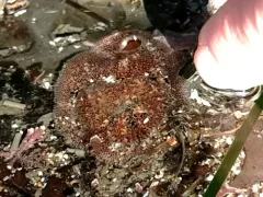 Scale-sided Piddock thumbnail 2