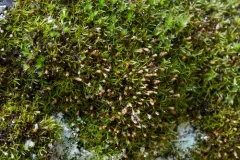 Toothed Streak-moss thumbnail 4
