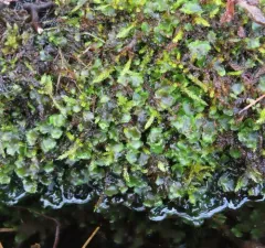 common pellia thumbnail 2