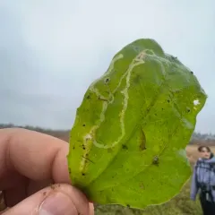Phytomyza plantaginis thumbnail 4