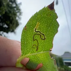 Rose Leaf Miner thumbnail 3