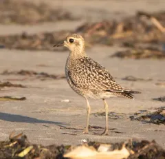 Pacific Golden-Plover thumbnail 4