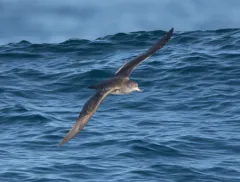 Pink-footed Shearwater thumbnail 3