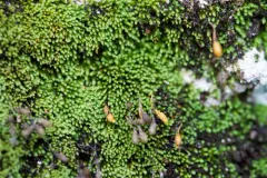 Elongate copper moss thumbnail 4