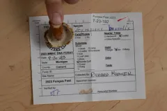 Hypomyces chlorinus thumbnail 2