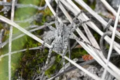 Pardosa uintana thumbnail 1