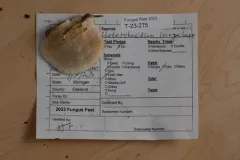 Heterobasidion irregulare thumbnail 1