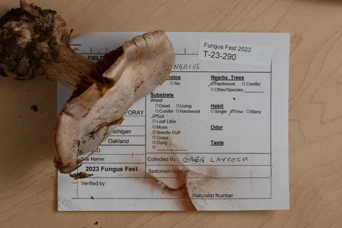 Cortinarius subrimosus