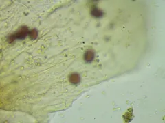 Diderma radiatum thumbnail 2