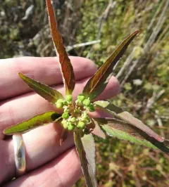 David's spurge thumbnail 3