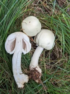 Agaricus abruptibulbus thumbnail 3