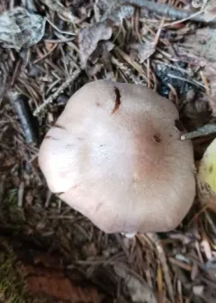 Cortinarius caesioarmeniacus thumbnail 2