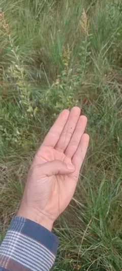 warty panic grass thumbnail 2