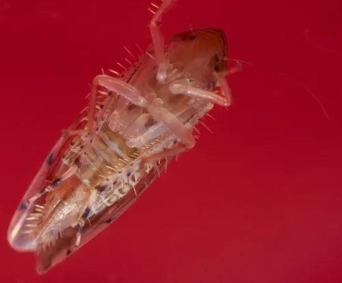 Osbornellus rotundus