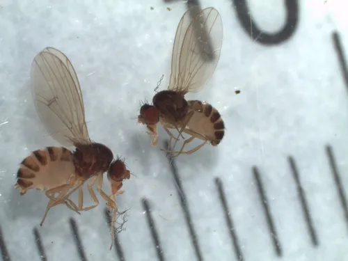 Drosophila neotestacea