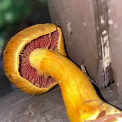 Cortinarius tinctorum thumbnail 3