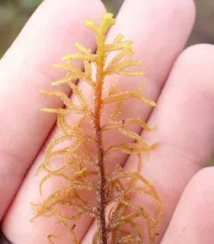 Woods' Whipwort thumbnail 1