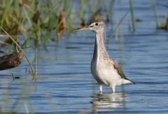 Common Greenshank thumbnail 2