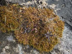 Turgid Scorpion Moss thumbnail 4