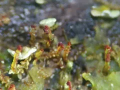 Heller's Notchwort thumbnail 3