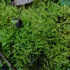 Lindberg's Hypnum Moss thumbnail 4