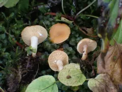 Lactarius alpinus thumbnail 1