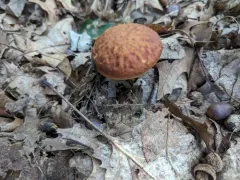 Ashtray Bolete thumbnail 4