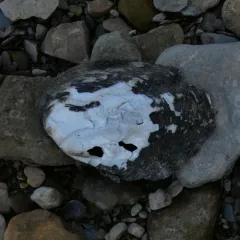 Three-ridge Mussel thumbnail 2