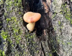 Armillaria sinapina thumbnail 4