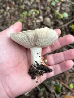 Harmajaea harperi thumbnail 2