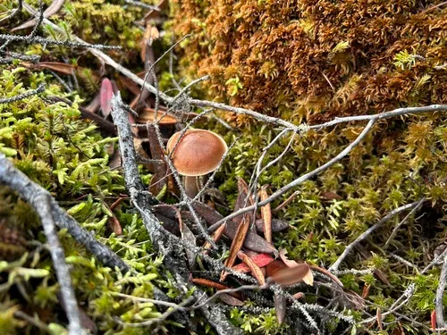 Cortinarius hirtus
