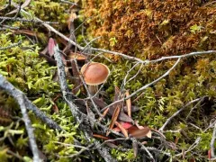 Cortinarius hirtus thumbnail 1