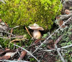 Cortinarius malachius thumbnail 3