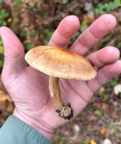 Cortinarius subbalaustinus