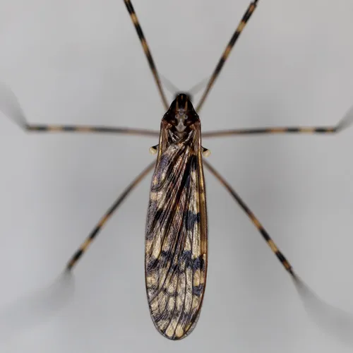 Metalimnobia immatura