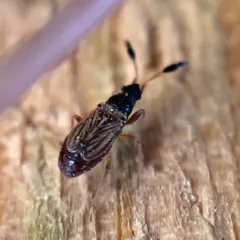 Clubbed Seed Bug thumbnail 4