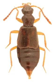 Lesteva pallipes thumbnail 2