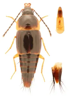 Nitidotachinus scrutator thumbnail 2