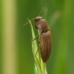 Lined Click Beetle thumbnail 4