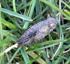Flat-headed Poplar Borer thumbnail 3