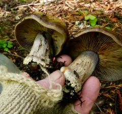 Thaxterogaster violaceonitens thumbnail 2