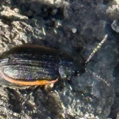 Galeruca rudis thumbnail 3
