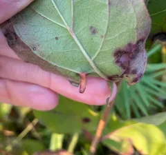 Craneiobia tuba thumbnail 4