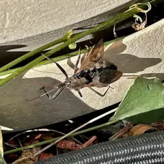 North American Wheel Bug thumbnail 3