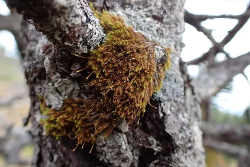 Ulota megalospora