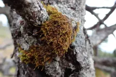 Ulota megalospora thumbnail 1