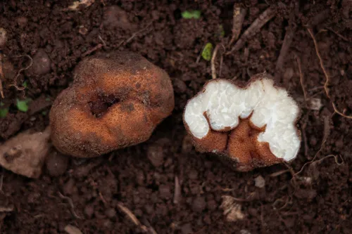 Balsamia quercicola